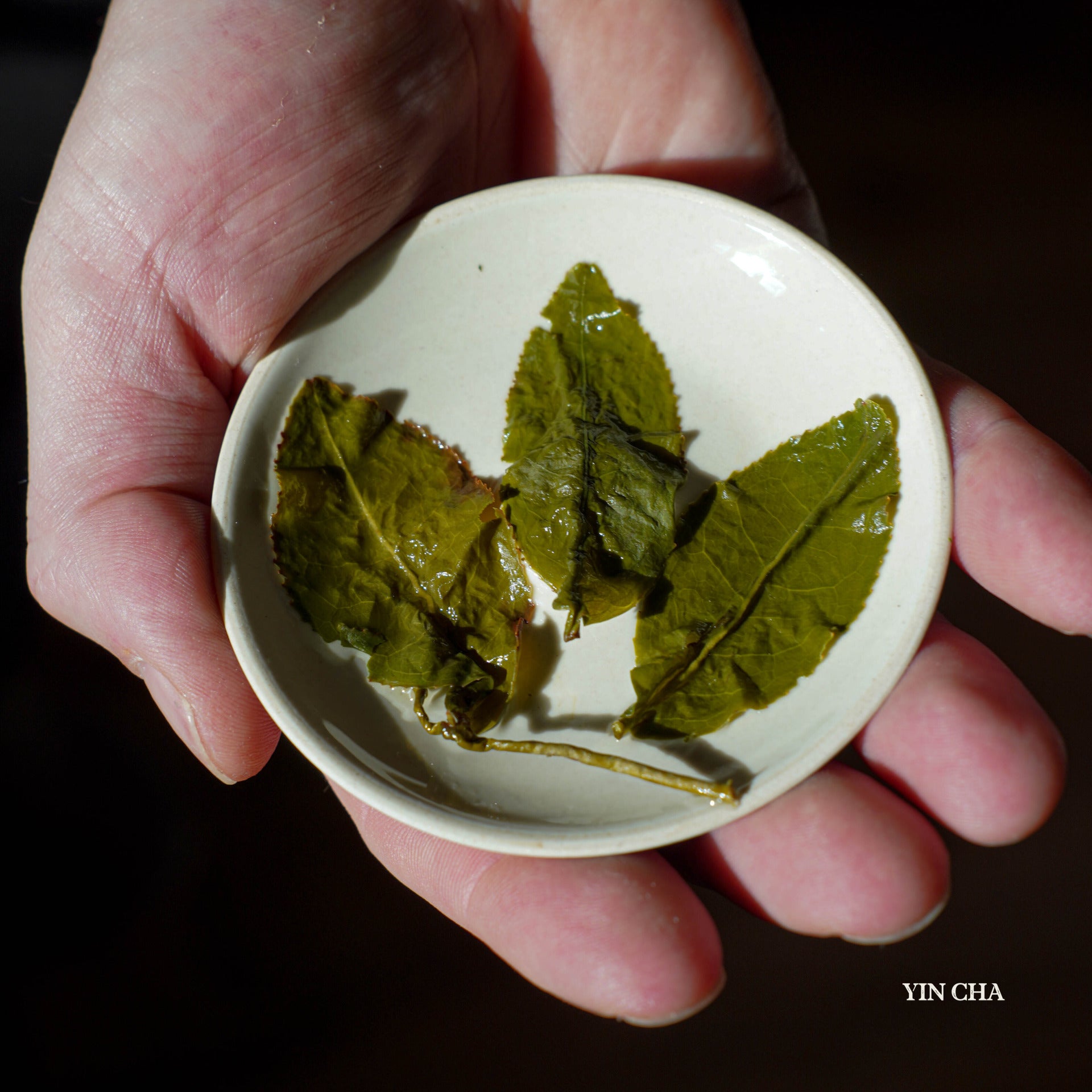 Milky Oolong (Jin Xuan) 奶香金萱