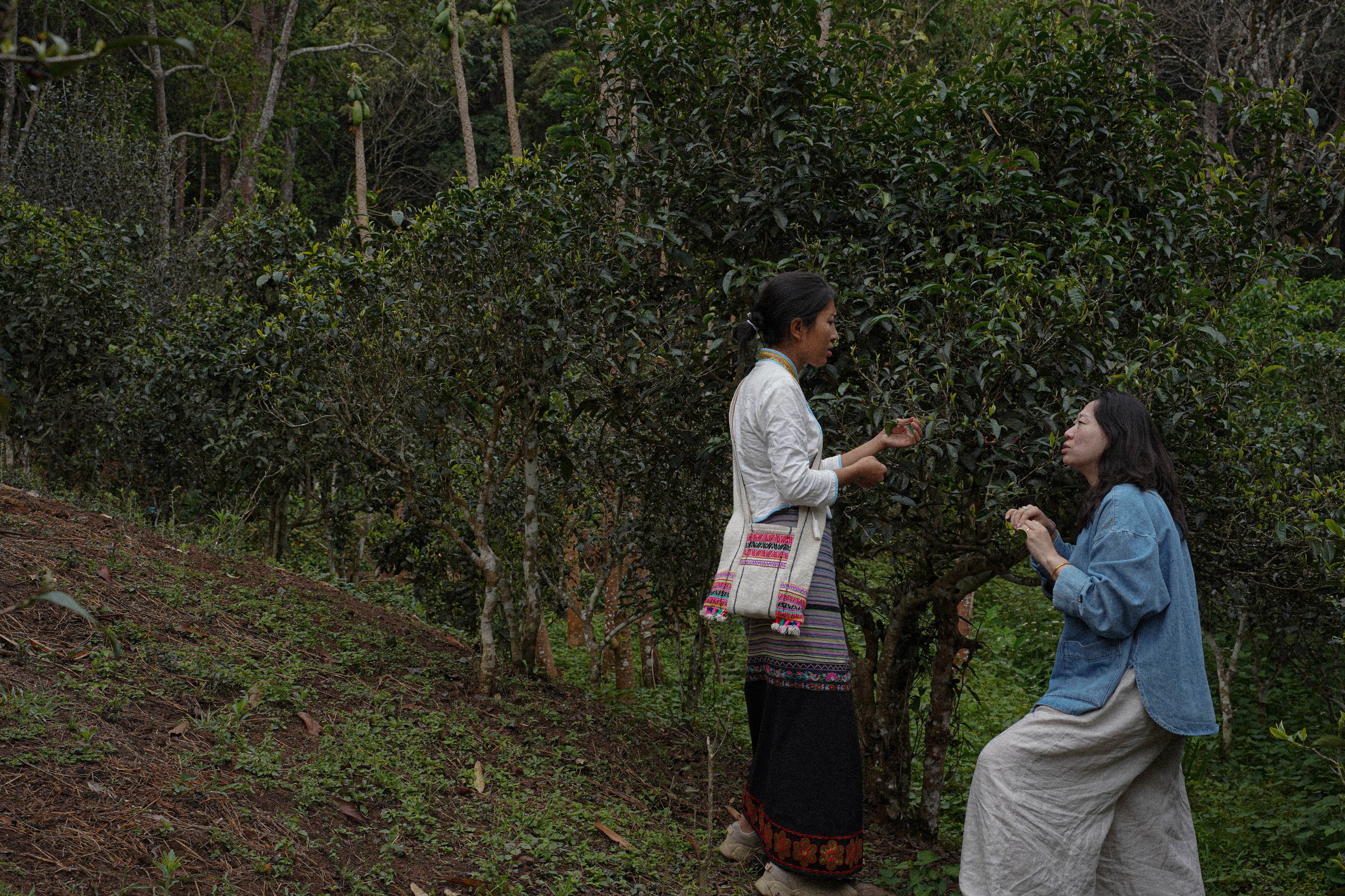 Two women standing in a forested area, talking about tea trees
