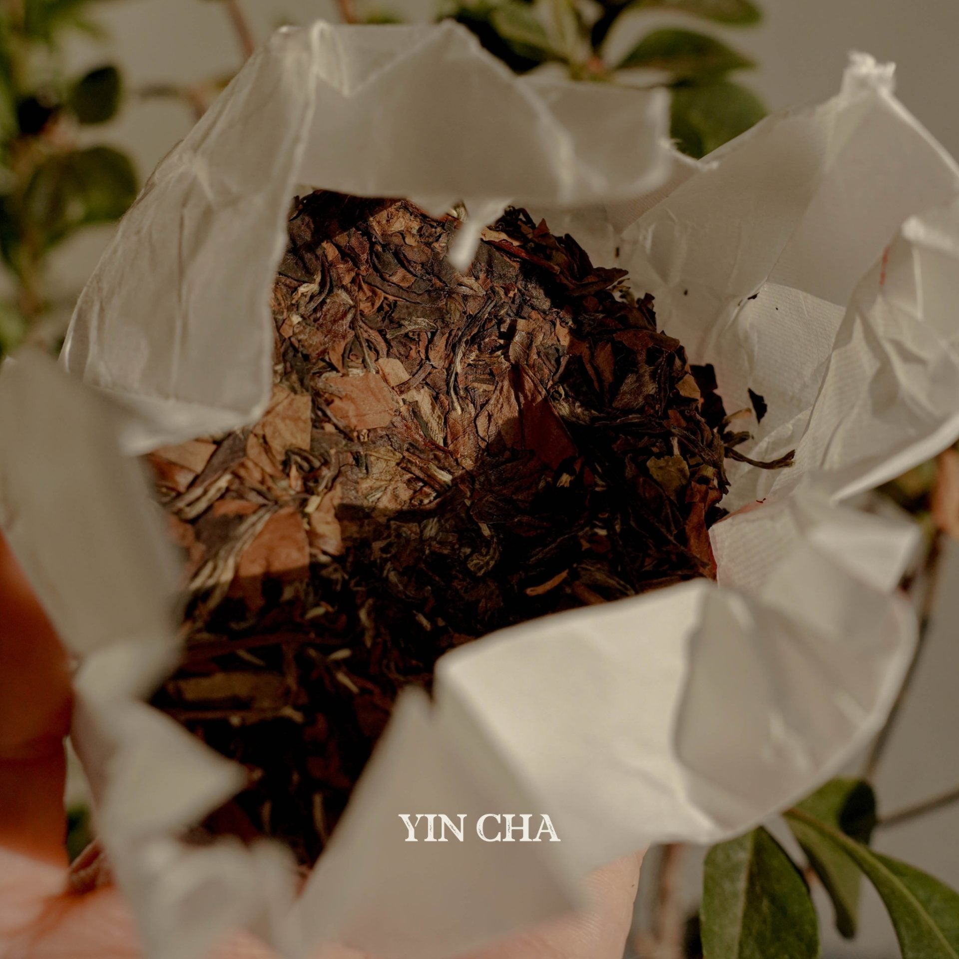 2019 Aged Gong Mei White Tea Cake 50g 贡眉白茶饼