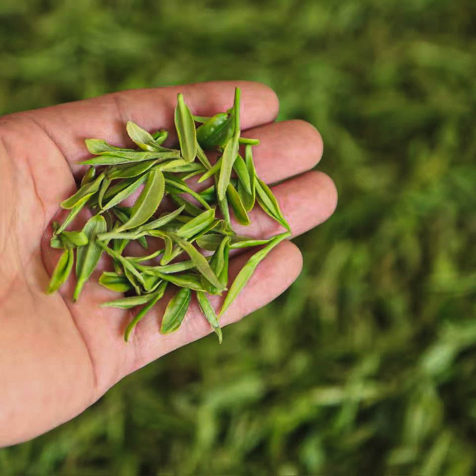 2025 First Flush West Lake Long Jing (Dragon Well)西湖龙井 -Pre-Qingming