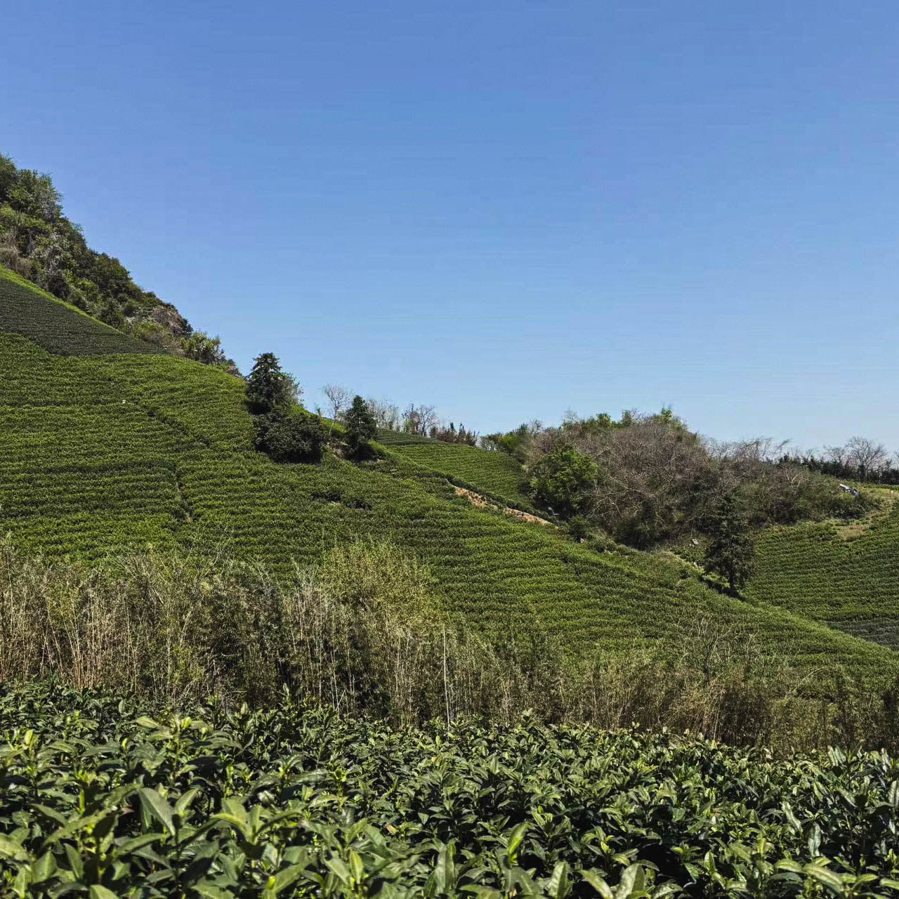 2025 First Flush West Lake Long Jing (Dragon Well)西湖龙井 -Pre-Qingming