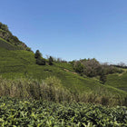 2026 First Flush West Lake Long Jing (Dragon Well)西湖龙井 -Pre-Qingming