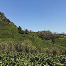2026 First Flush West Lake Long Jing (Dragon Well)西湖龙井 -Pre-Qingming